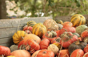 FOIRE À LA CITROUILLE DE BAUDRECOURT